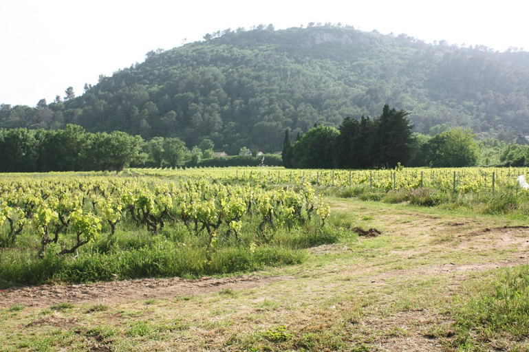 Others 5, Domaine Regis Freres, Var
