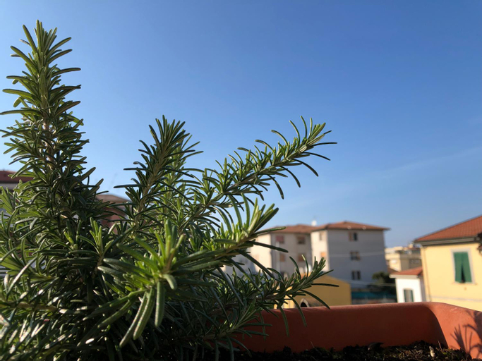 Da Paola, Pisa