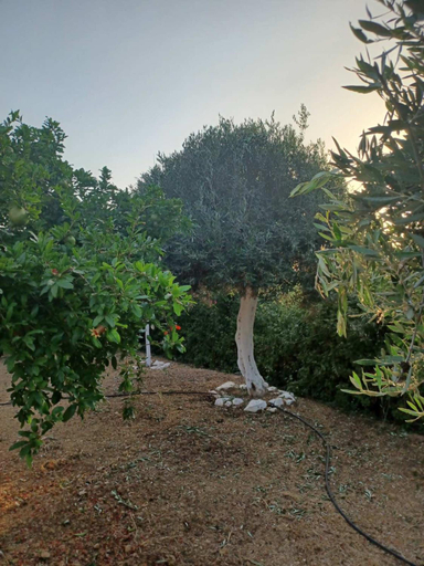 4, Kithia Vintage House, Faistos