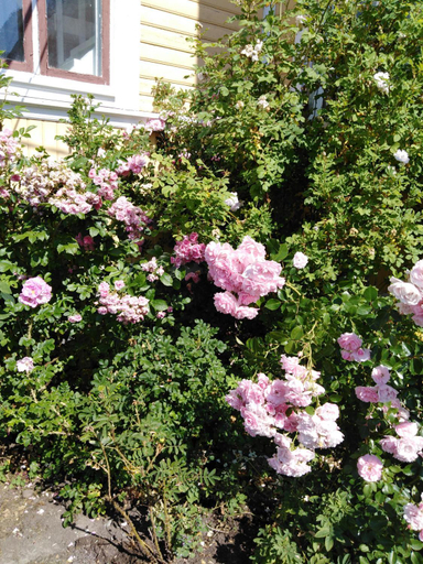 Garden 4, Foggy Island B&B, Ostrobothnia