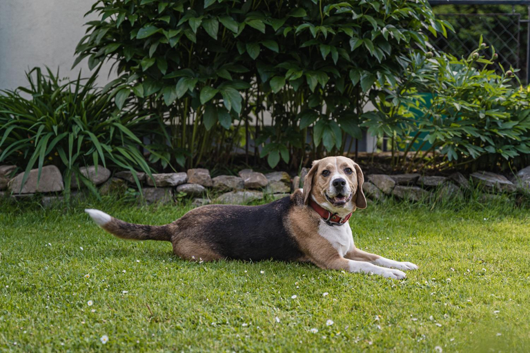 Others 2, Willa Szarotka B&B, Nowy Targ