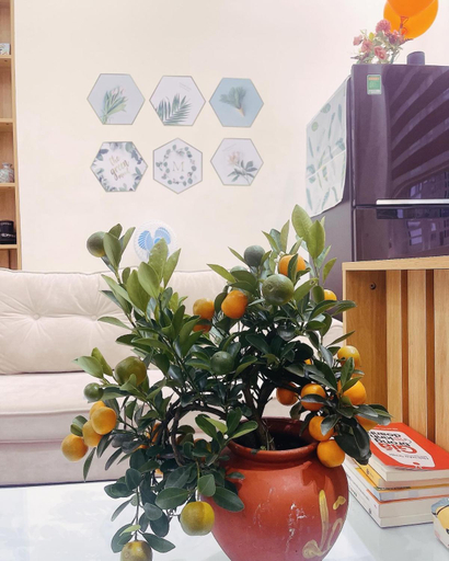 Others 5, Basic Guest House Hai Phong, An Dương