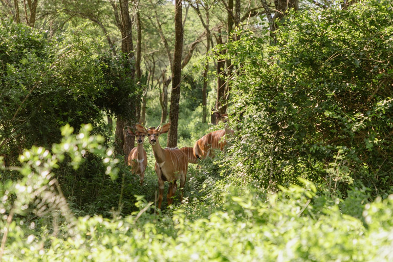 Others 4, Duma Manzi Eco Lodge & Spa, Umgungundlovu