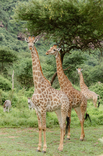 Others 3, Duma Manzi Eco Lodge & Spa, Umgungundlovu