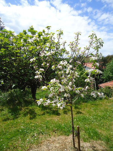 Others 4, Montanes, Cantabria