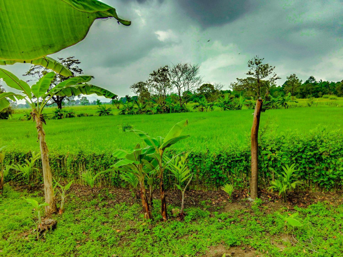 Others 5, Pride Rock Villa & Tree House, Dambulla