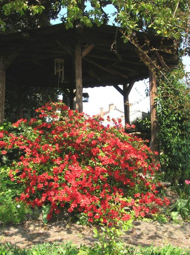 Others 5, Le Camelie, Varese