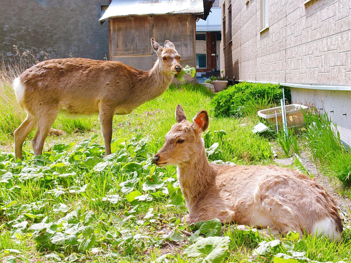 Others 4, LuLu Stay, Wakkanai