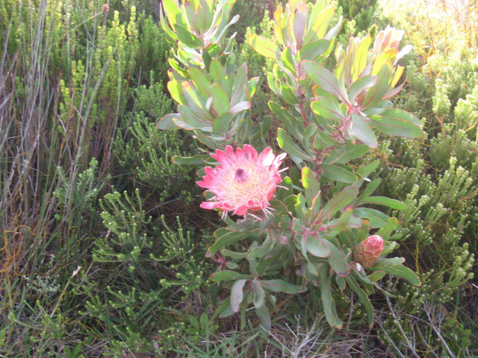 Others 3, Avondsrus Guesthouse, Overberg