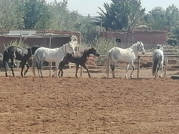 Dar Alfourssane Ferme d’hote, Ouarzazate