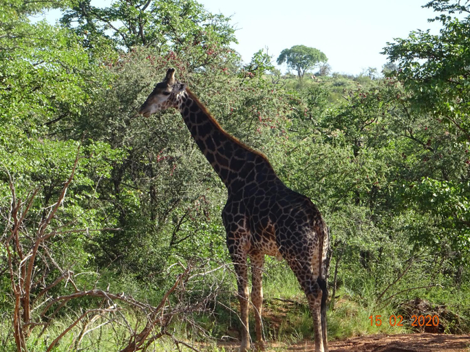 Others 4, Limpokwena Nature Reserve, Capricorn