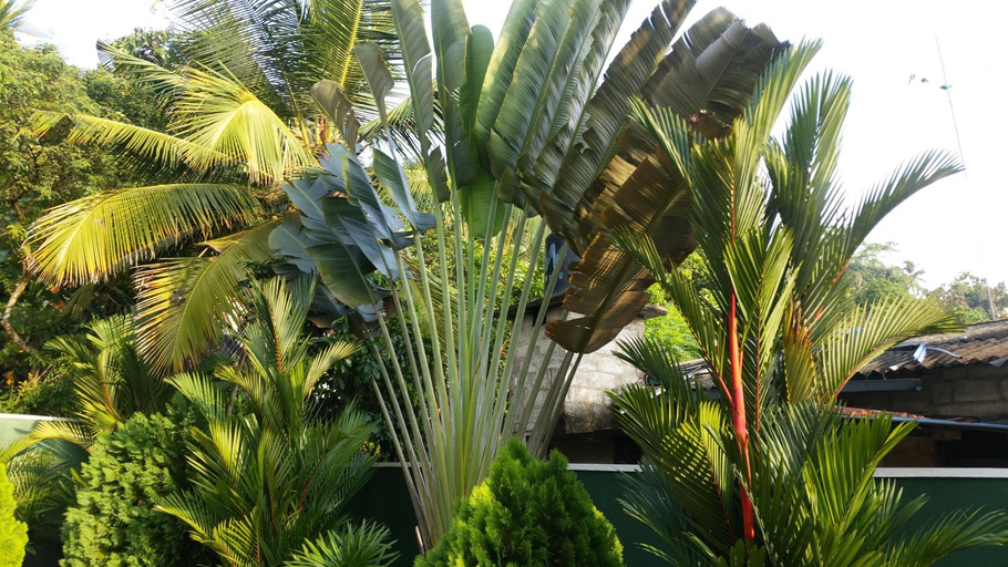 Others 3, Coral Palm Villa and Apartment, Habaraduwa