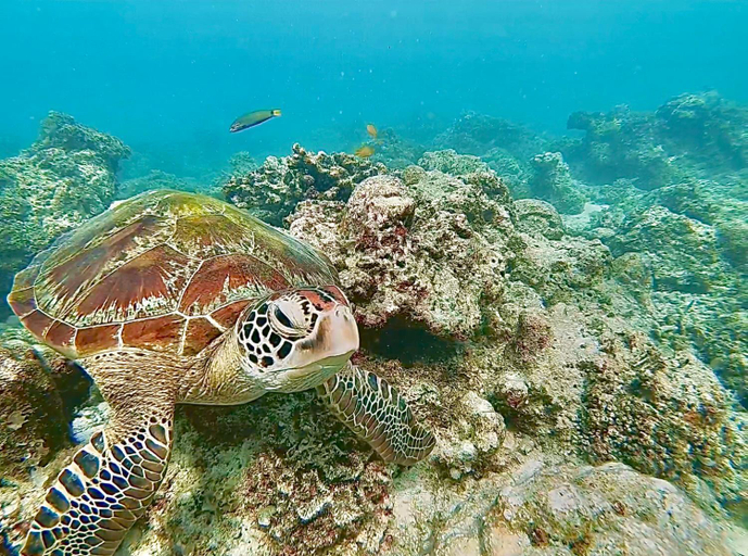Others 3, La Concepcion Cove Garden Resort, Moalboal