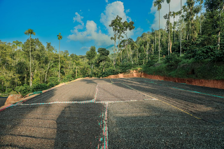 Exterior & Views 5, Hill Rows Estate By GreenEscapes, Wayanad