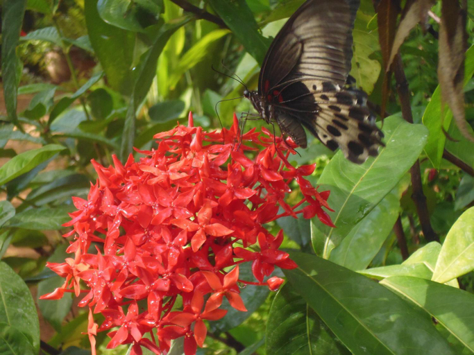 Others 5, Nilmini Lodge, Dambulla