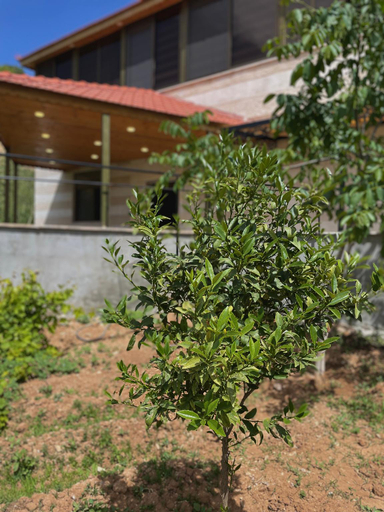 Others 5, Fragrant Rose, Wadi Musa