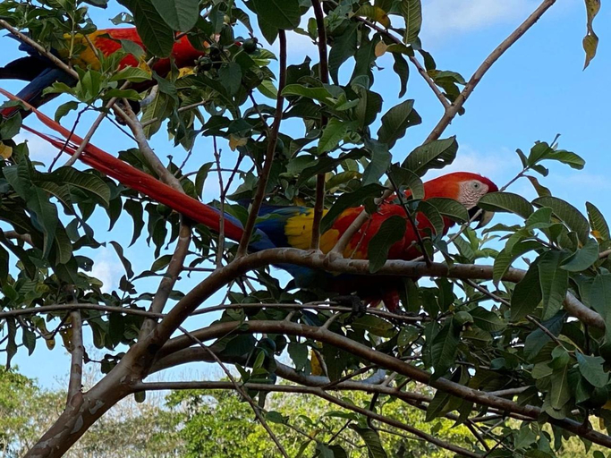 Others 4, Santeria Lodge, Puntarenas