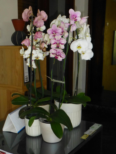 Others 5, FIGTREE GUESTHOUSE, Maputo