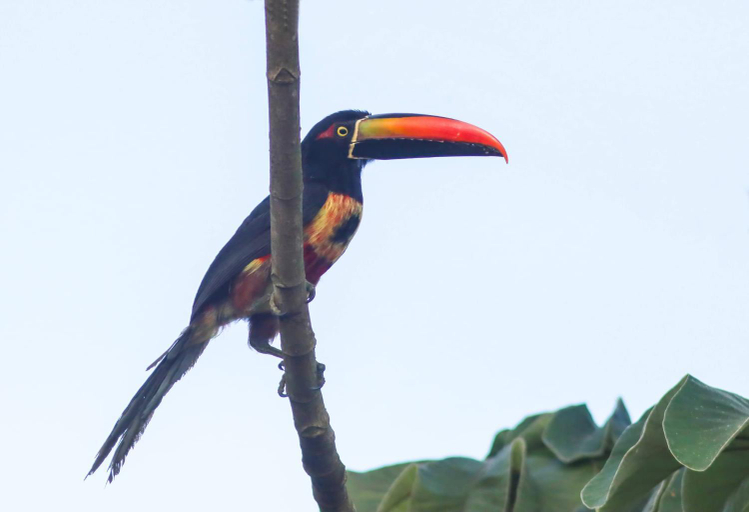 Others 3, Casa Coral - Hospedaje, Pérez Zeledón