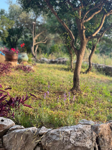 Others 5, Villa Pinus, Stari Grad