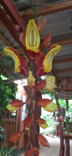 Others 5, Jardin entre Montanas, Upala