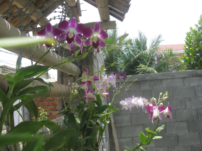 Others 5, KOL House, Dangkao