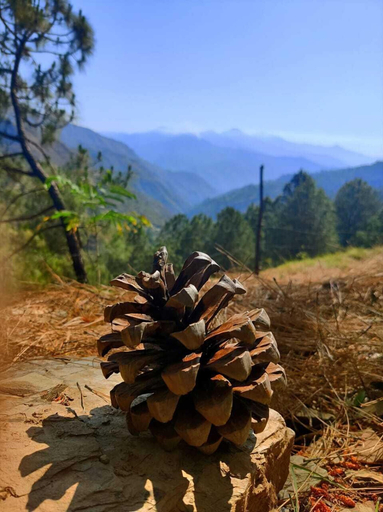 Others 4, Jaseelo Camps near Tehri Lake, Tehri Garhwal