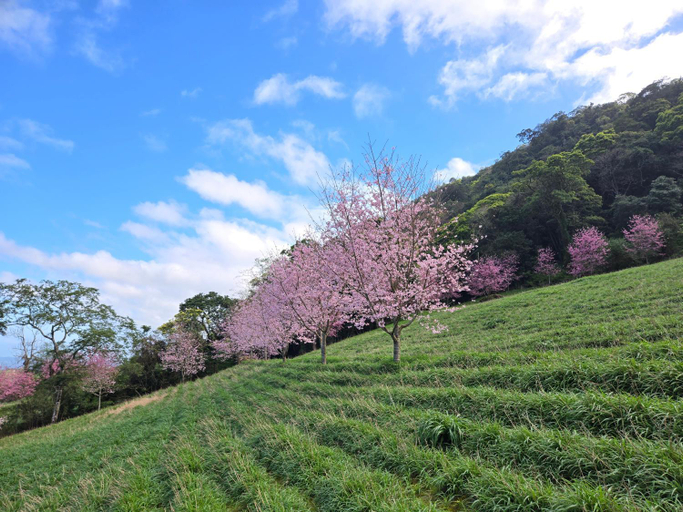 Others 2, 赤科山櫻之谷咖啡民宿, Hualien
