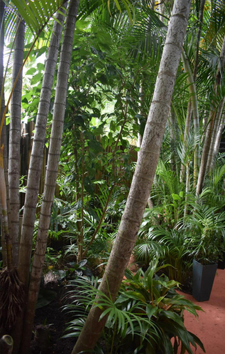 Others 3, Oskar's Rain Forest Retreat, Magnetic Island