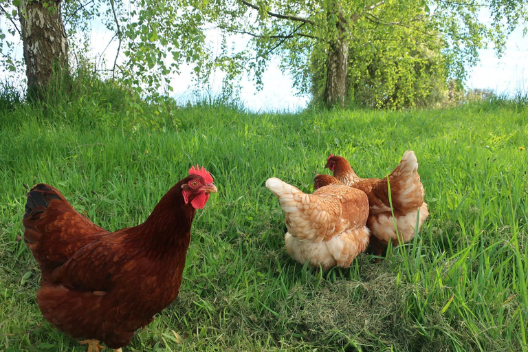 Others 5, Cherry Top Farmstay - Boutique Eco Village, Launceston - Pt C