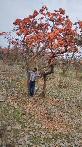 Others 5, PALASH Pahar Resort, Puruliya