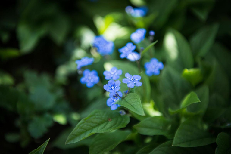 au jardin, Wasseramt