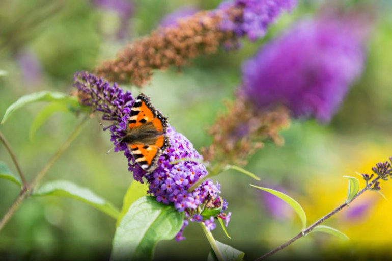 Others 4, au jardin, Wasseramt