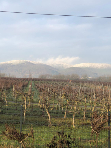 Others 4, Ferienwohnung Sudpfalz mit Balkon & Weinbergblick - Valley SUW, Südliche Weinstraße