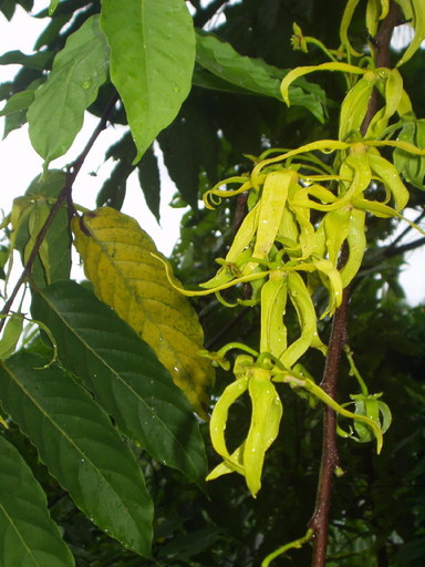 Others 5, Mirisbiris Garden and Nature Center, Santo Domingo