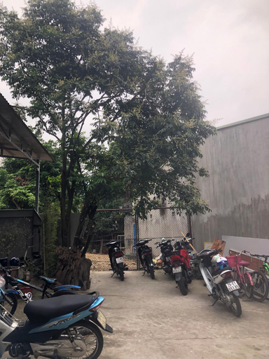 Peaceful Mountain Homestay, Hà Giang