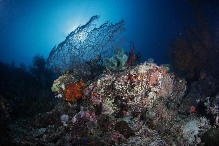 Exterior & Views 3, Coriana Dive Resort, Raja Ampat