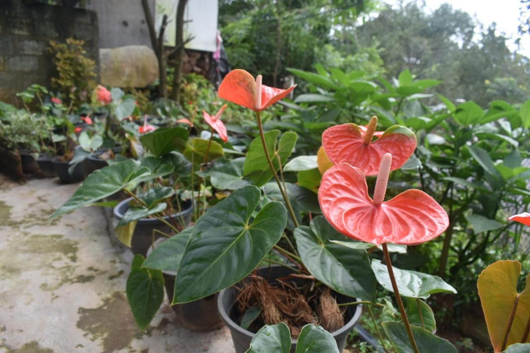 Others 5, Little paradise Homestay, Ella