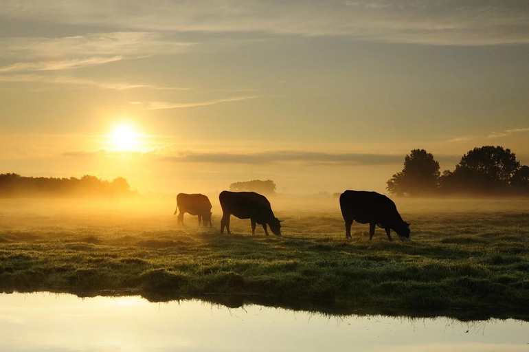 Others 3, Ruyge Weyde Logies, Eco Farm, Oudewater