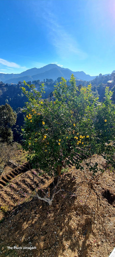 Others 5, The Pluck Homestay- Umagarh, Nainital