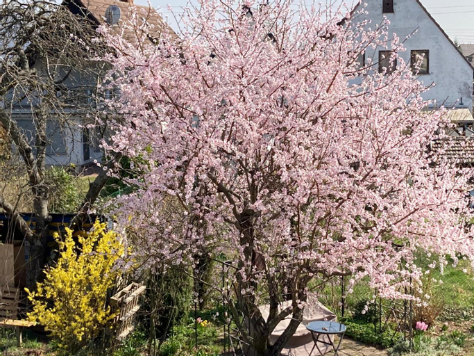 Terrassenwohnung, Neustadt an der Weinstraße