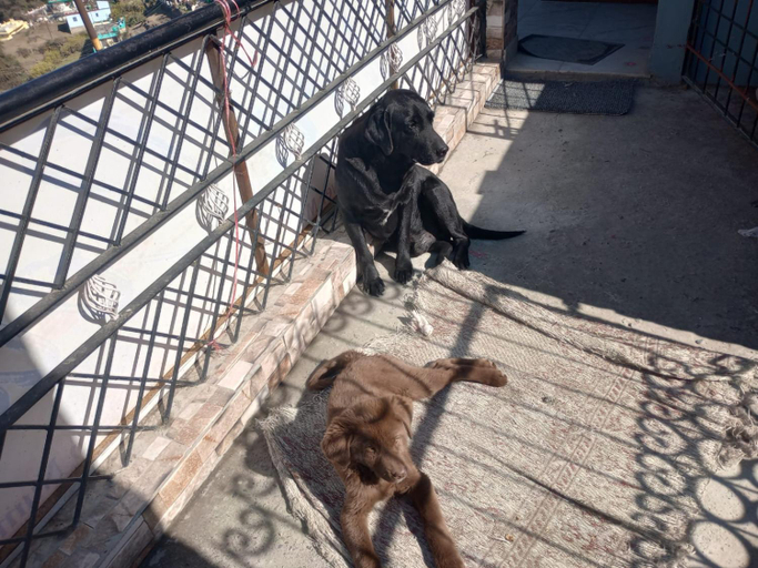 Others 5, Mehra Cottage, Almora