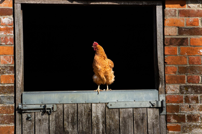 Others 5, The Farm at Avebury, Wiltshire