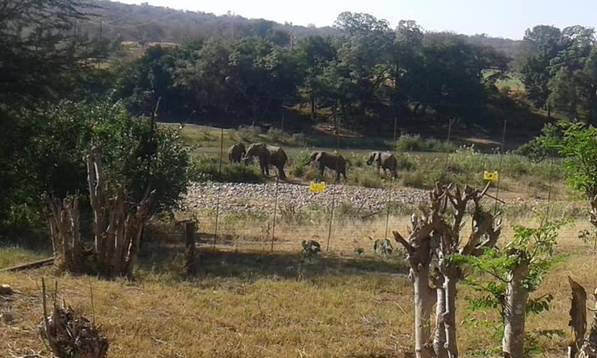 Others 3, Three Bridges, Mopani