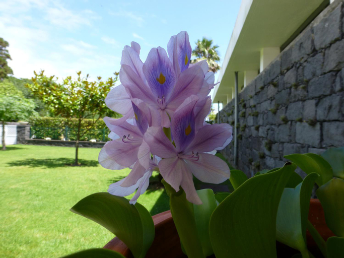 Quinta do Vale, Horta