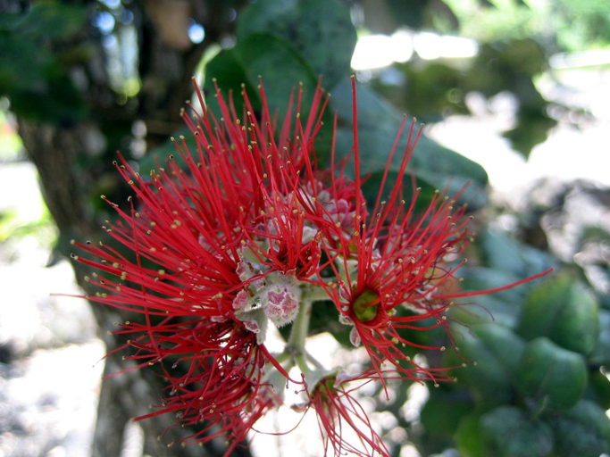 Others 3, Keaau Place, Hawaii