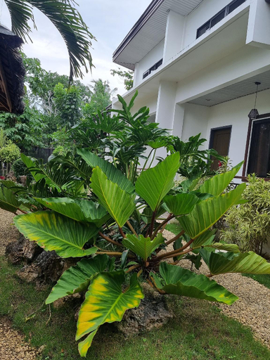 Others 4, Mannah Garden Staycation Place, Panglao