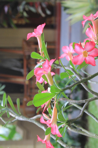 Exterior & Views 2, Secret Garden Sky, Gianyar