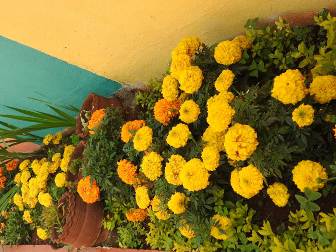 Others 4, Shanthi Villa, The Nilgiris