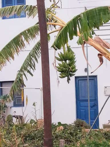 Others 5, CASA RURAL MARY, Santa Cruz de Tenerife
